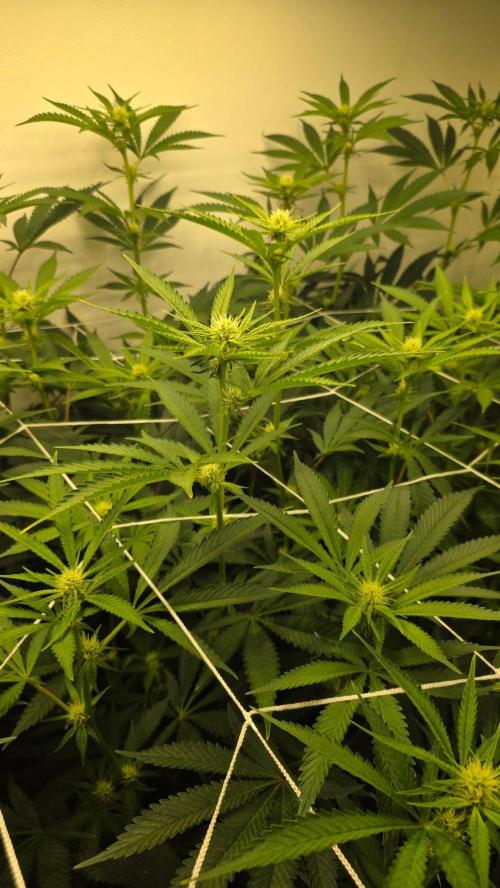 Autopots, beanstalk crf, and water. Week 8