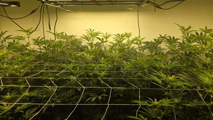 Autopots, beanstalk crf, and water. Week 8