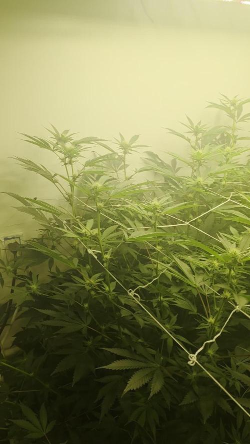 Autopots, beanstalk crf, and water