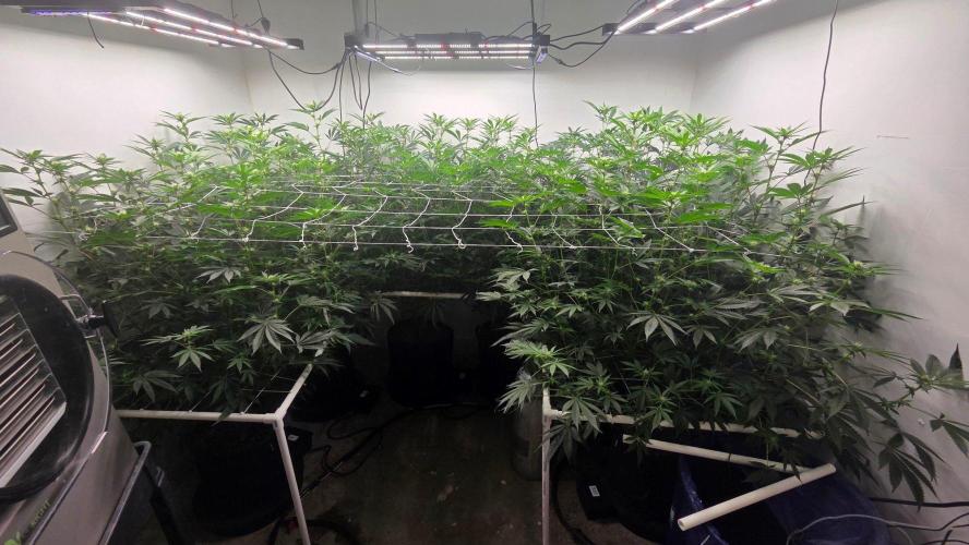 Autopots, beanstalk crf, and water. Week 9