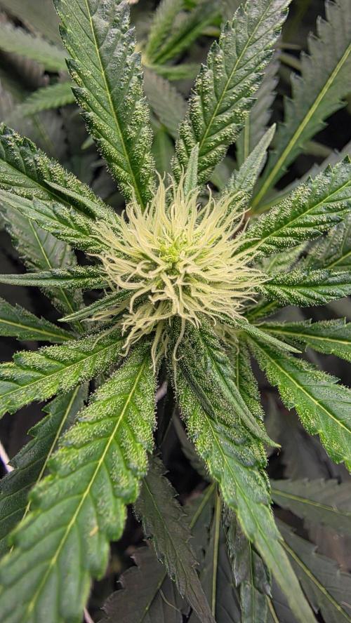 Autopots, beanstalk crf, and water. Week 9