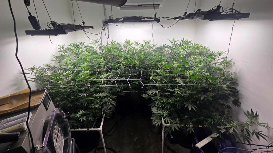 Autopots, beanstalk crf, and water. Week 9