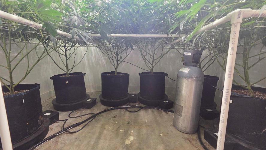 Autopots, beanstalk crf, and water. Week 9
