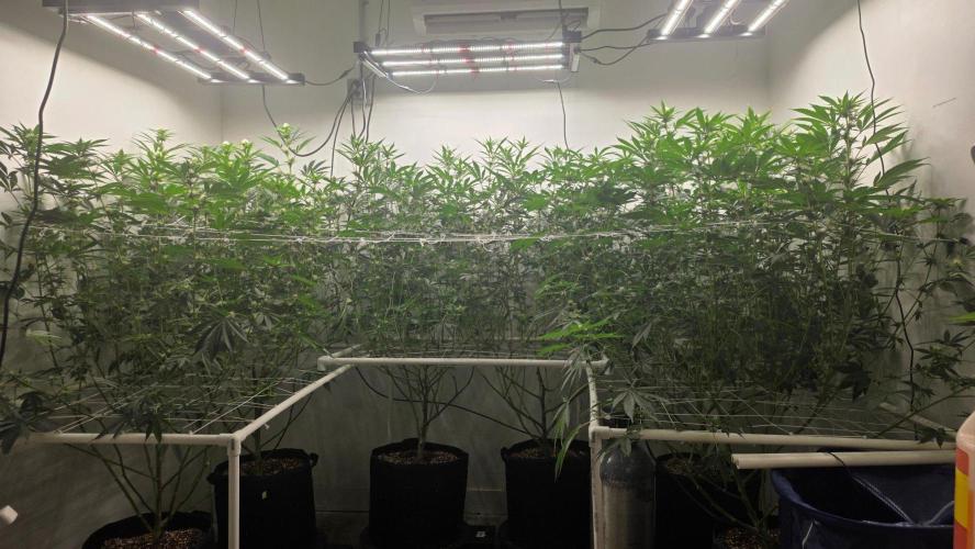 Autopots, beanstalk crf, and water. Week 9