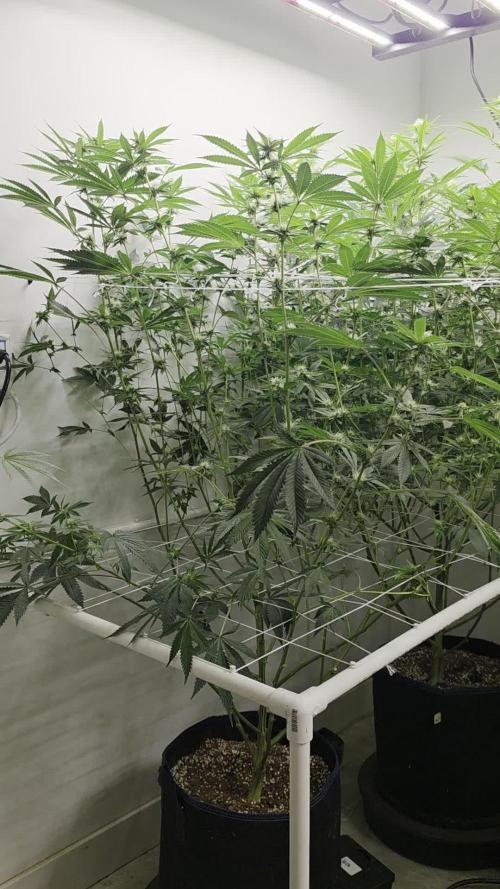 Autopots, beanstalk crf, and water