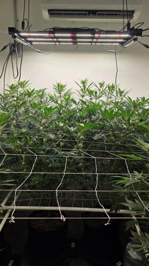 Autopots, beanstalk crf, and water. Week 10 - Middle.