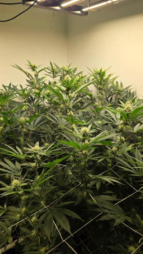 Autopots, beanstalk crf, and water. Week 10 - Right.