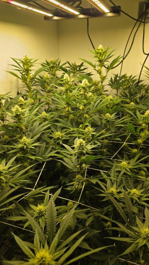 Autopots, beanstalk crf, and water. Week 10 - Left.