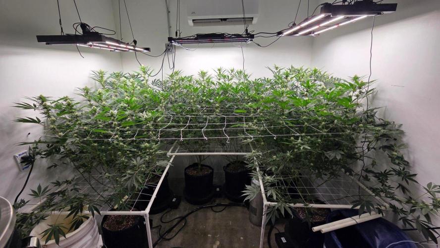 Autopots, beanstalk crf, and water. Week 10