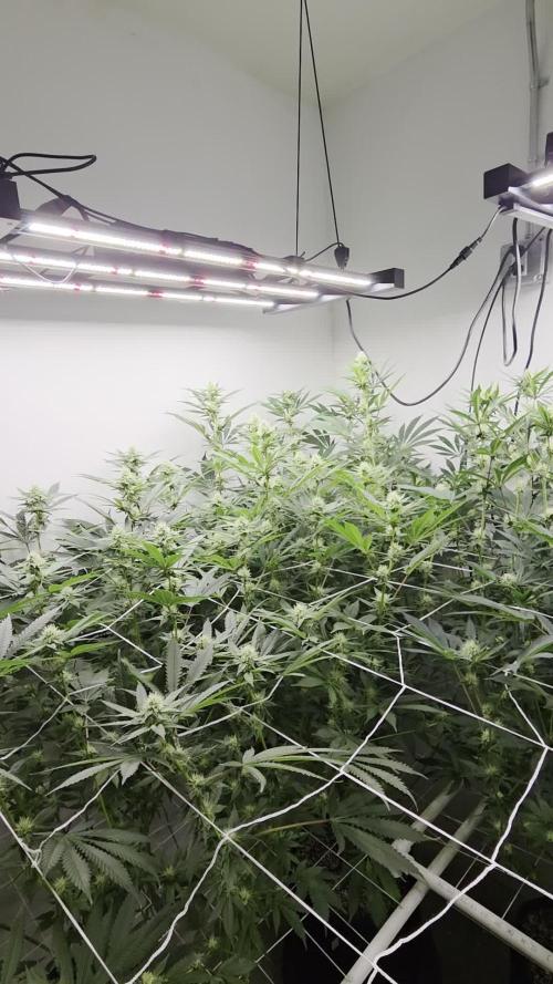 Autopots, beanstalk crf, and water