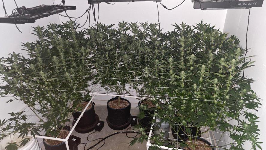 Autopots, beanstalk crf, and water. Week 10 - Lights out 9/13