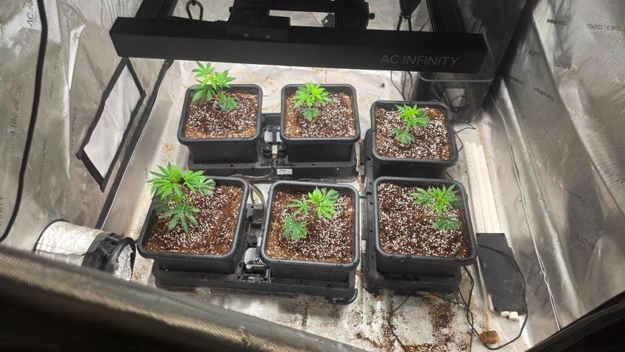 Beanstalk growin'. Week 1 - 9/15. Day 4 from clone