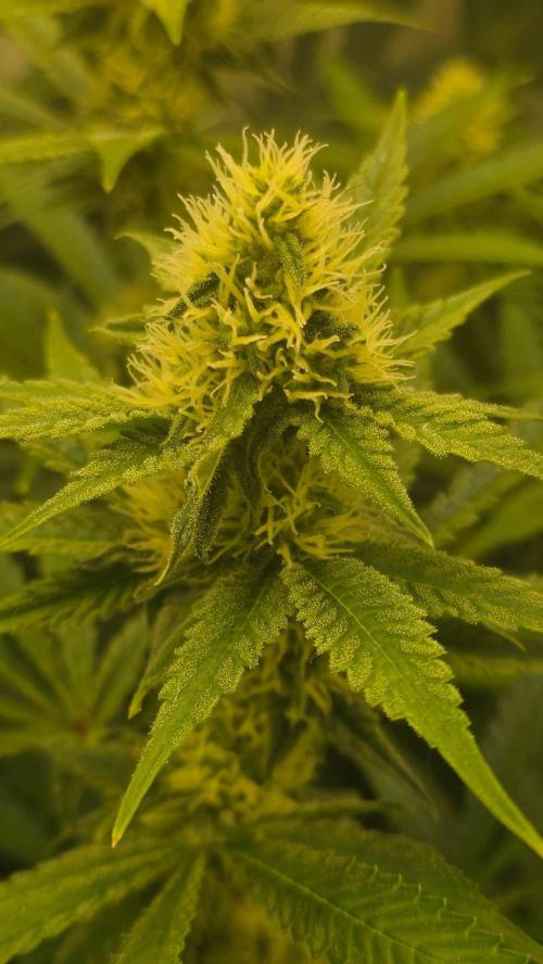 Autopots, beanstalk crf, and water. Week 10 - Mousse X. Day 28F