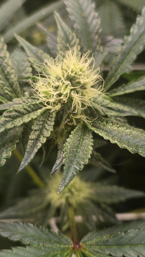 Autopots, beanstalk crf, and water. Week 10 - Black Maple 22. Day 28F