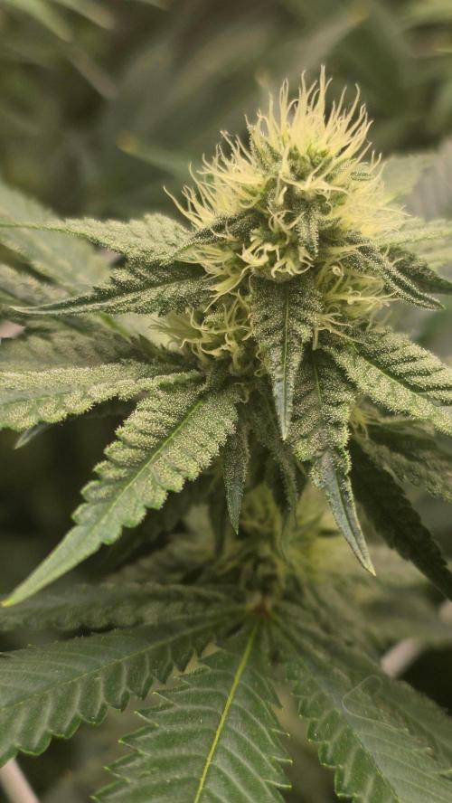 Autopots, beanstalk crf, and water. Week 10 - Black Cherry Guava. Day 28F