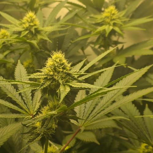 Autopots, beanstalk crf, and water. Week 10 - No light stress on the Black Cherry Guava