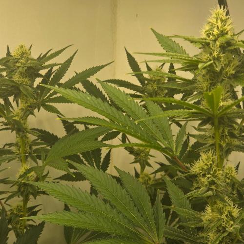 Autopots, beanstalk crf, and water. Week 10 - No light stress on the Mousse X