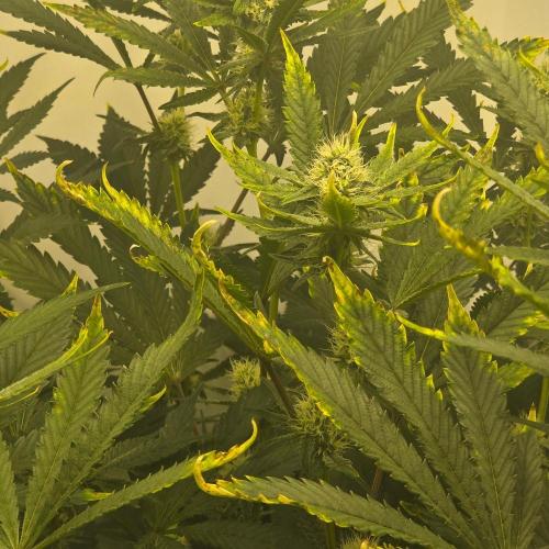 Autopots, beanstalk crf, and water. Week 10 - Example photo for light stress on the Black Maple 22