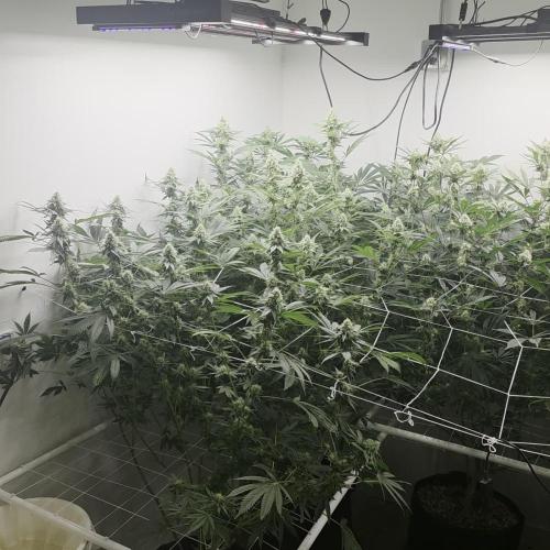 Autopots, beanstalk crf, and water