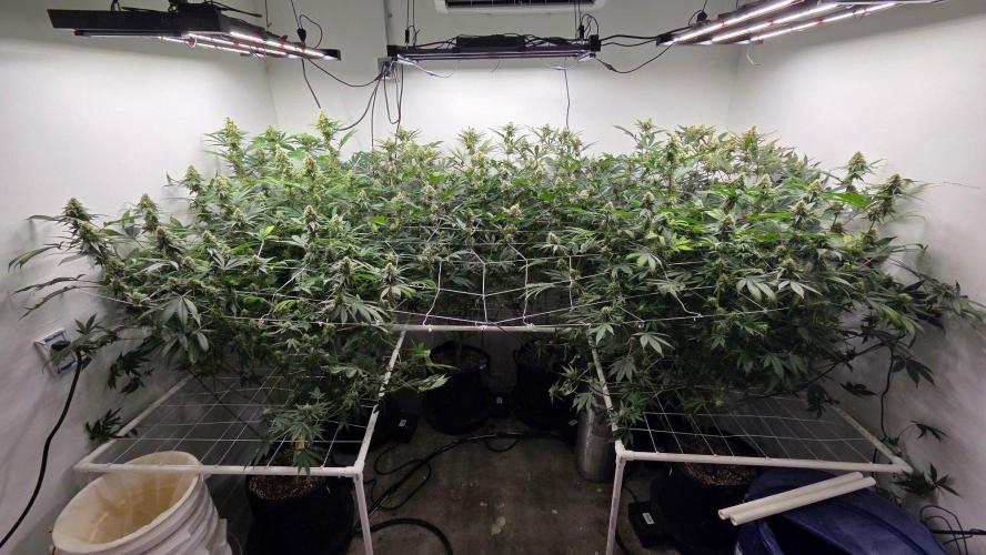 Autopots, beanstalk crf, and water. Week 12