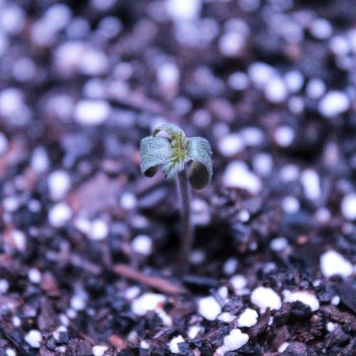 First Auto Flower. Week 1 - Day 1