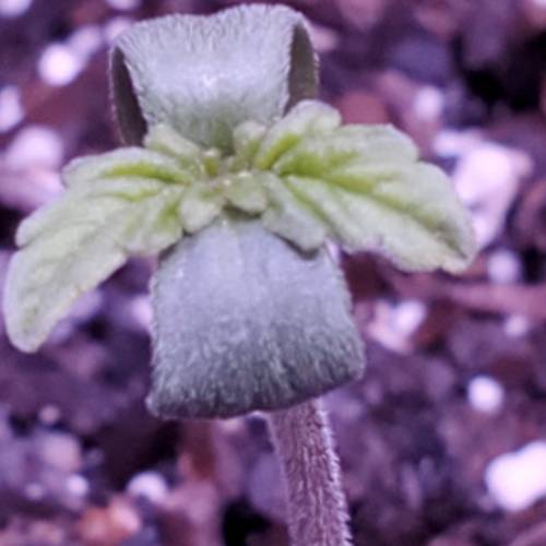 First Auto Flower. Week 1 - Day 2