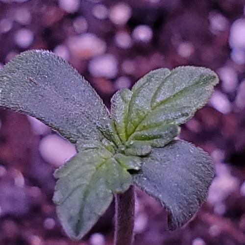 First Auto Flower. Week 1 - Day 3