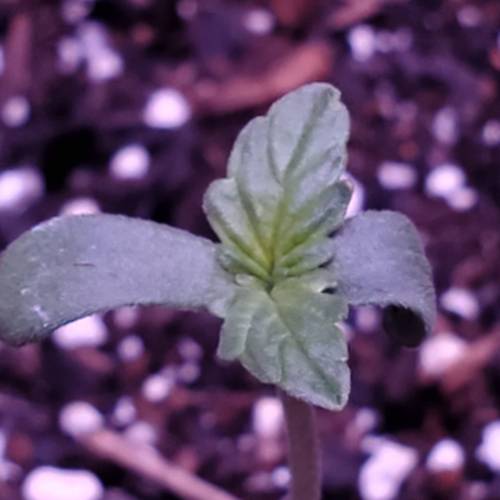 First Auto Flower. Week 1 - Day 4