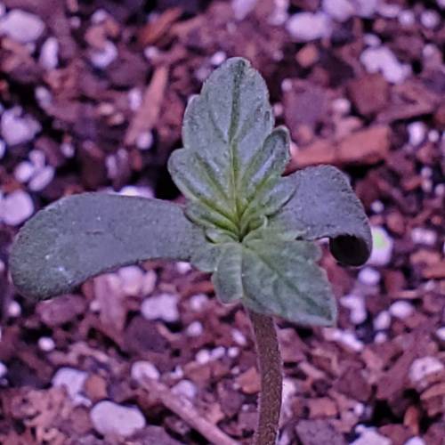 First Auto Flower. Week 1 - Day 5