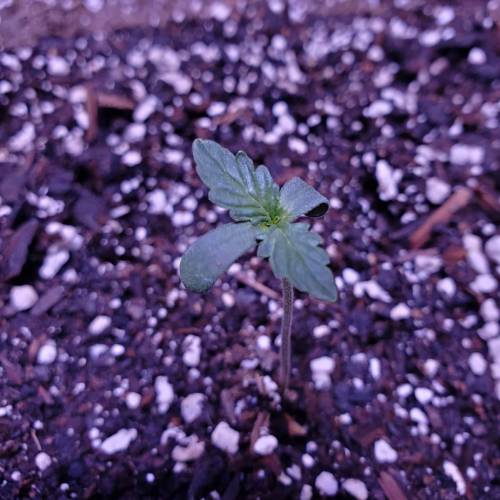 First Auto Flower. Week 2 - Day 8