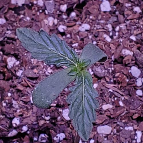 First Auto Flower. Week 2 - Day 11