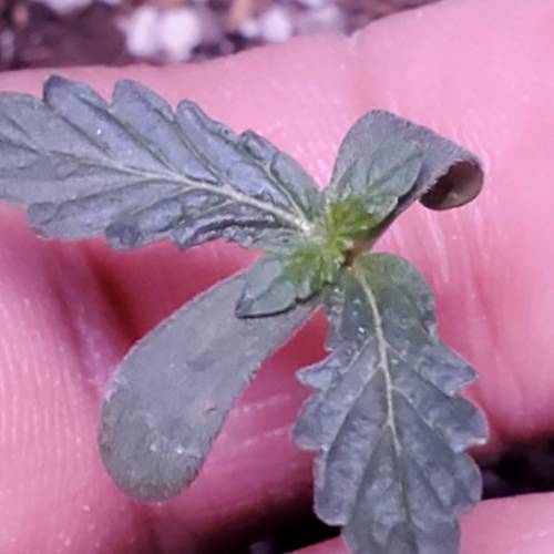 First Auto Flower. Week 2 - Day 12