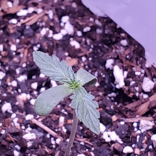 First Auto Flower. Week 2 - Day 10