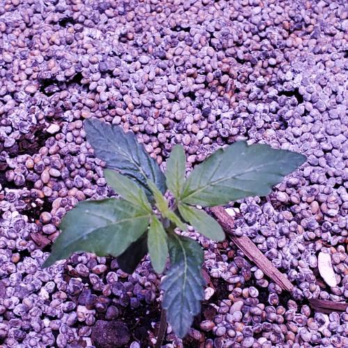 First Auto Flower. Week 2 - Day 18