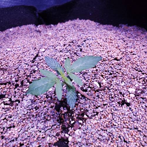 First Auto Flower. Week 2 - Day 17