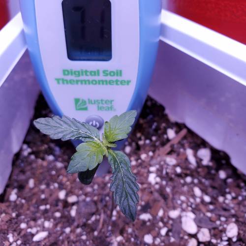 First Auto Flower. Week 2 - Day 15