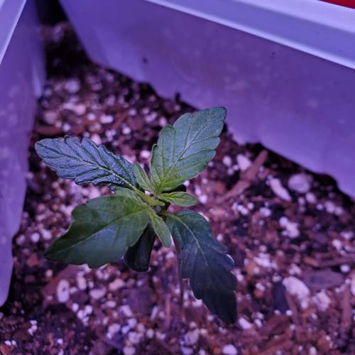 First Auto Flower. Week 2 - Day16