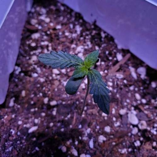 First Auto Flower. Week 2 - Day 13