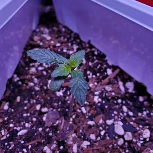 First Auto Flower. Week 2 - Day 14