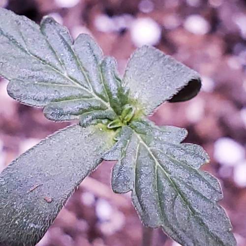 First Auto Flower. Week 2 - Day 9