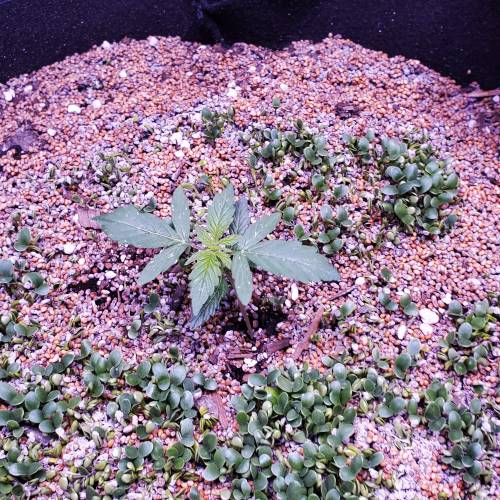 First Auto Flower. Week 2 - Day 20