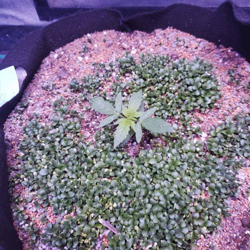 First Auto Flower. Week 2 - Day 21