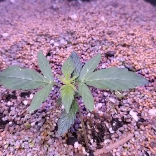 First Auto Flower. Week 2 - Day 19