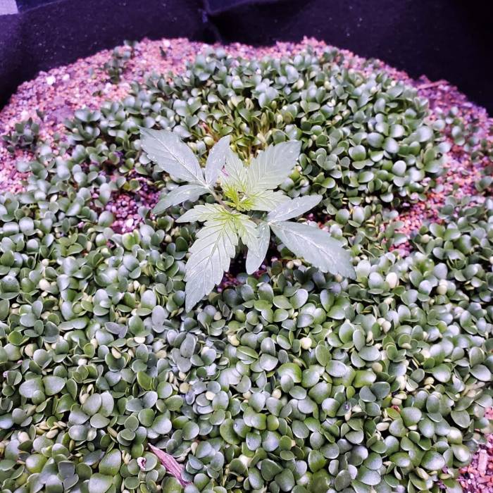 First Auto Flower. Week 3