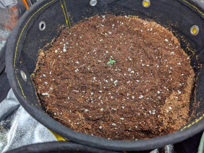 Black Cherry Punch Auto. Week 1