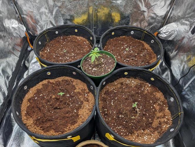 Black Cherry Punch Auto. Week 1 - Tastebuds grape gusher visiting for few days