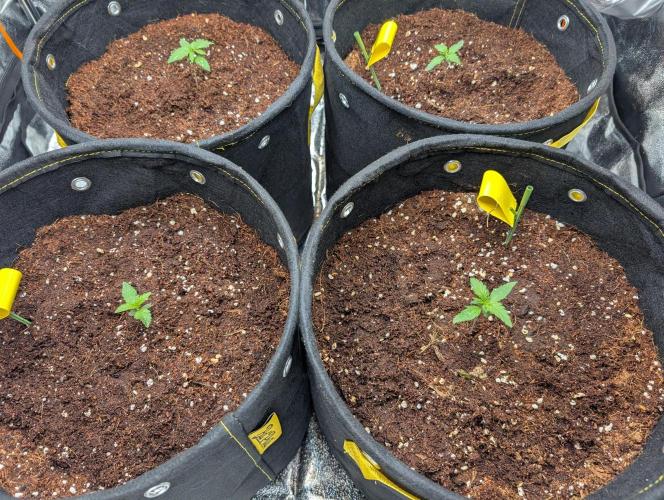 Black Cherry Punch Auto. Week 2