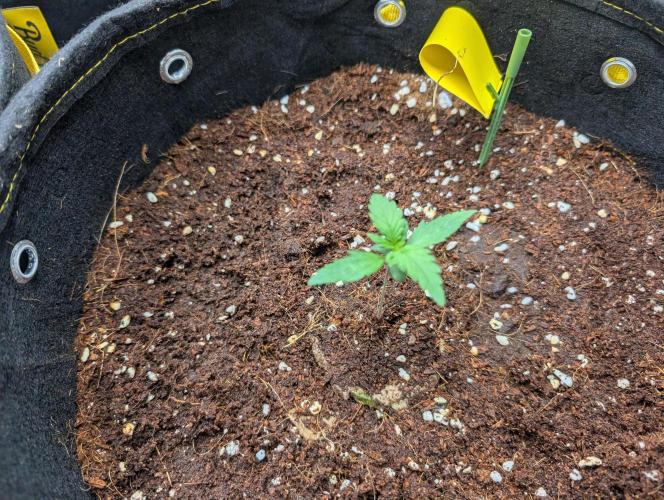 Black Cherry Punch Auto. Week 2