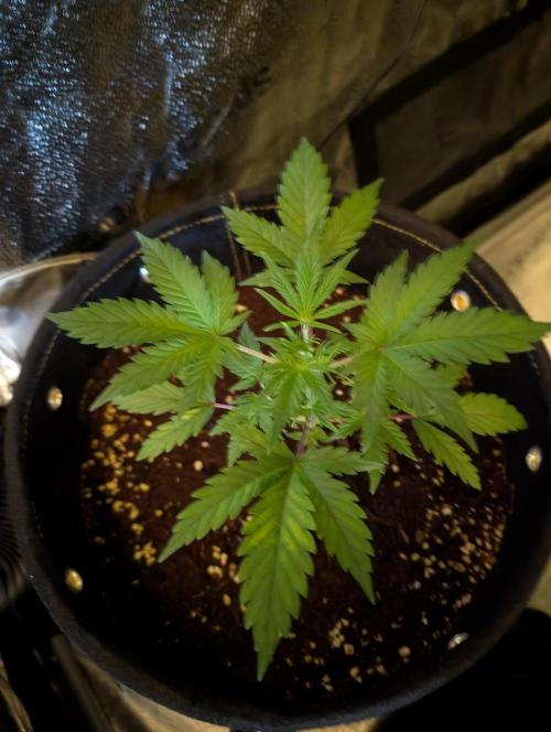 Black Cherry Punch Auto. Week 3