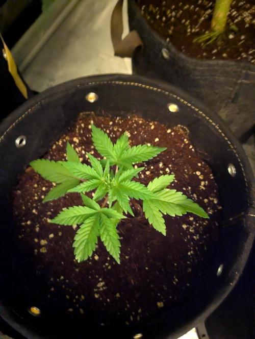 Black Cherry Punch Auto. Week 3